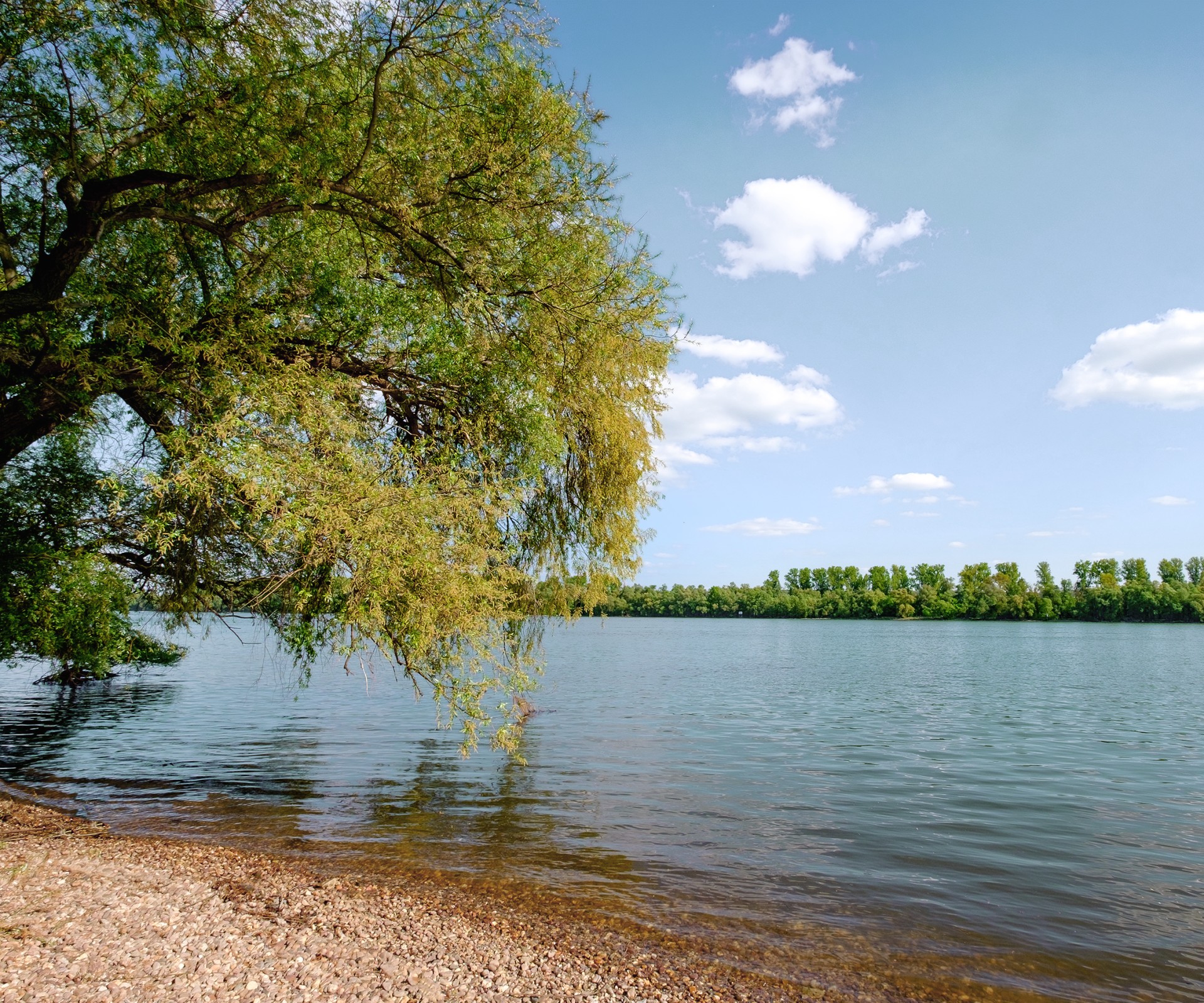 Tree at the shore of a lake with view to the other side of the shore